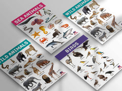 Pegasus Animal Kingdom Charts - 4 Jumbo Charts for Kids