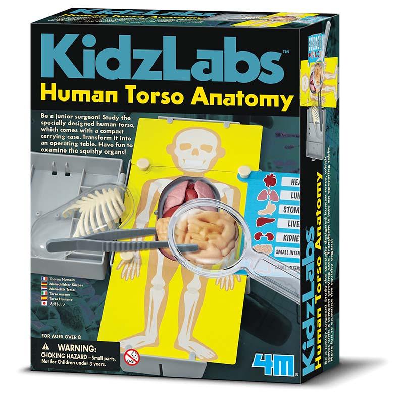 4M Human Torso Anatomy, Multi Color