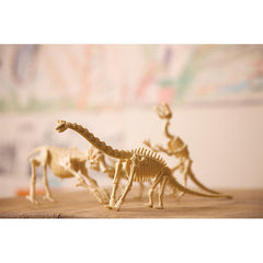 4M Kidz Labs - Skeleton Brachiosaurus