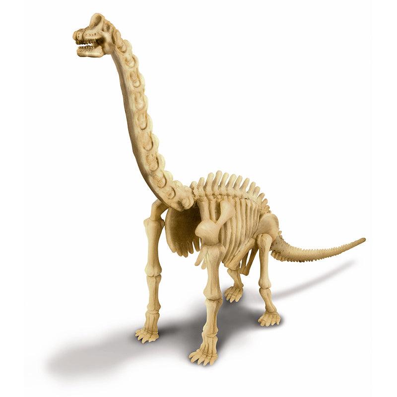 4M Kidz Labs - Skeleton Brachiosaurus