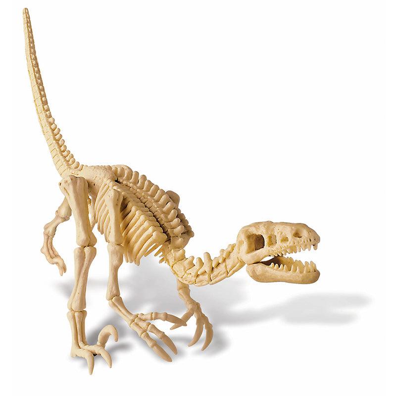 4M Kidz Labs - Velociraptor Skeleton