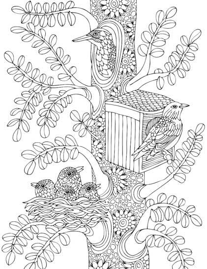 Dreamland Nature Colouring Book - A Drawing Painting & Colouring Book For Adults (English)