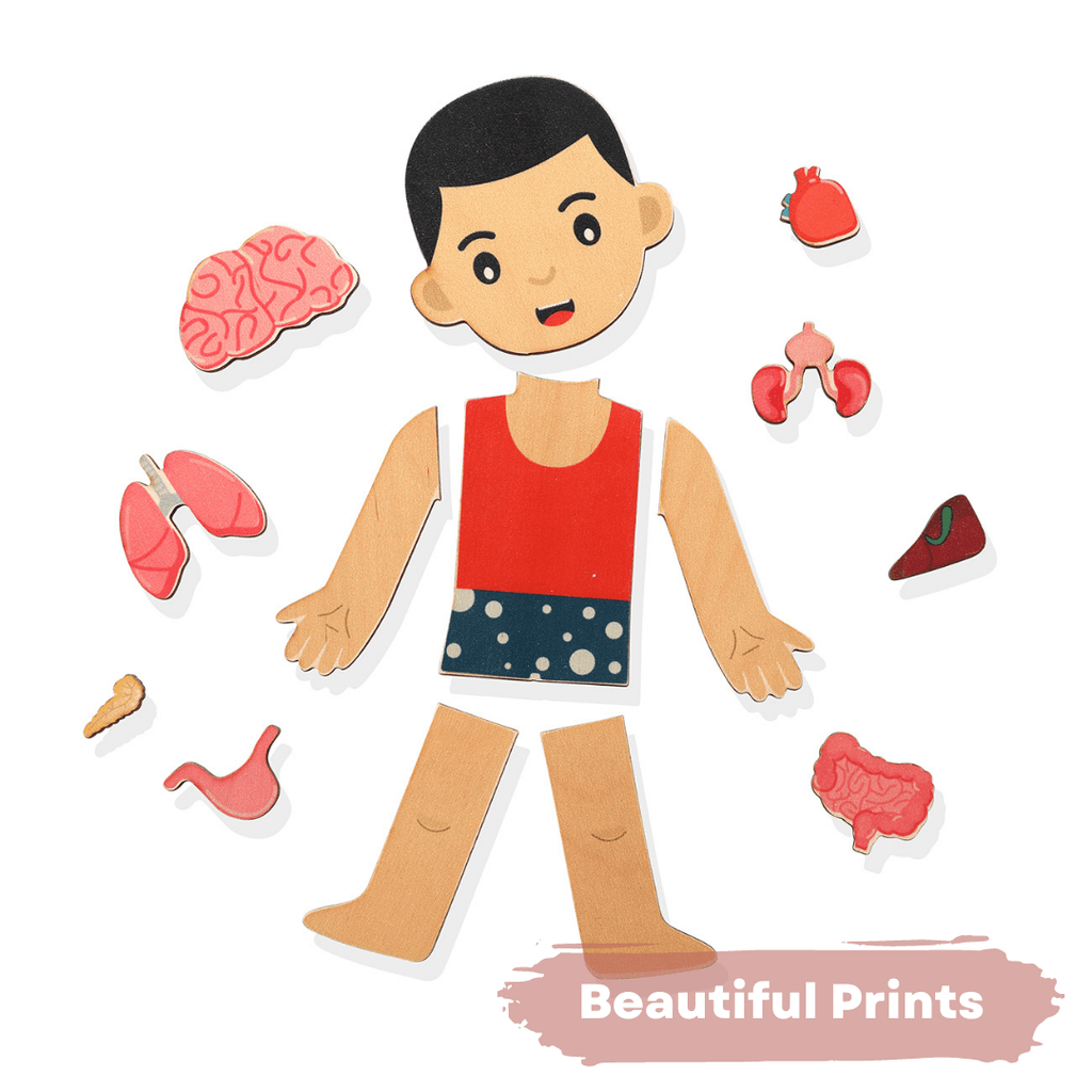 Buy Nesta Toys Wooden Human Body Anatomy Puzzle 14 Pcs - Montessori ...