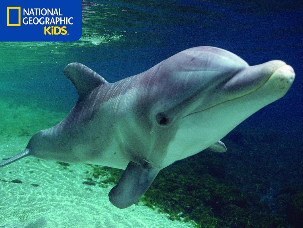 Prime 3D National Geographic Dolphin Super 3D Puzzle - (48 Pieces)