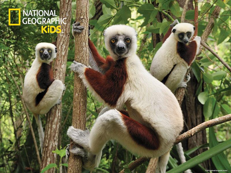 Prime 3D National Geographic Rescue Lemur - (100 Pcs)