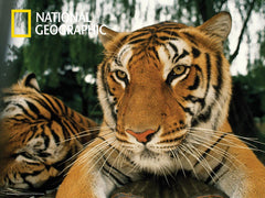 Prime 3D National Geographic Tiger Puzzle (500 Pieces)